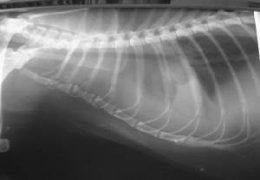 HCM Felina - Versamento Pleurico